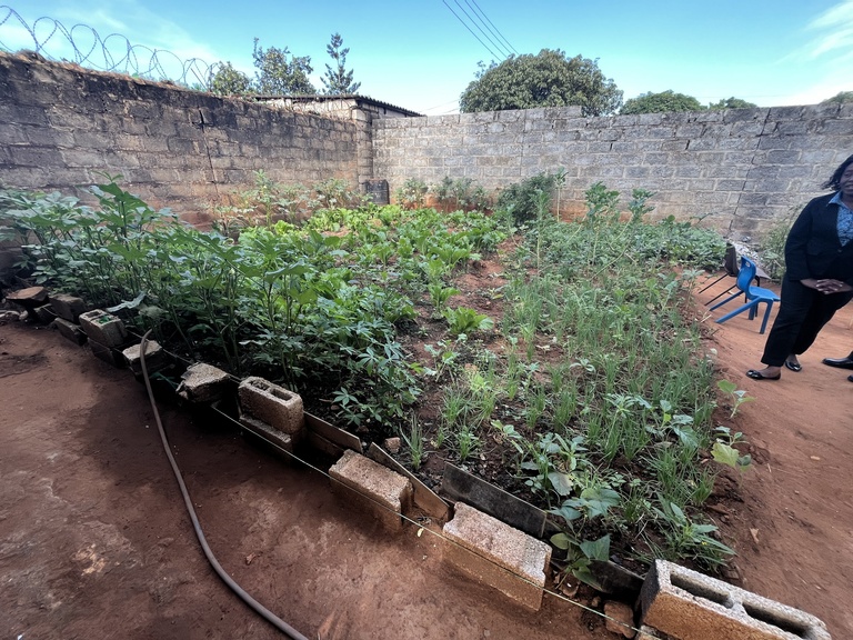 Garden at House of Hope, tended by volunteers and mothers. They grow: Okra, Casava, Cabbage, Chili, Sweet Potatoes, and Lemon grass.